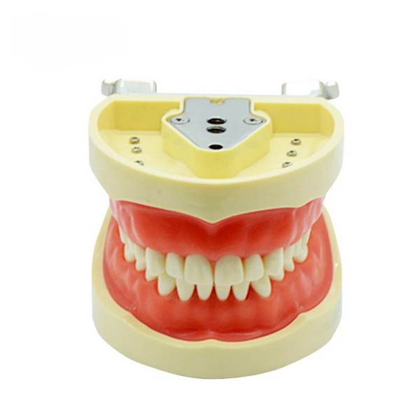 Modelo de dente padrão UM-A6 (gengiva mole 32 dentes)
   