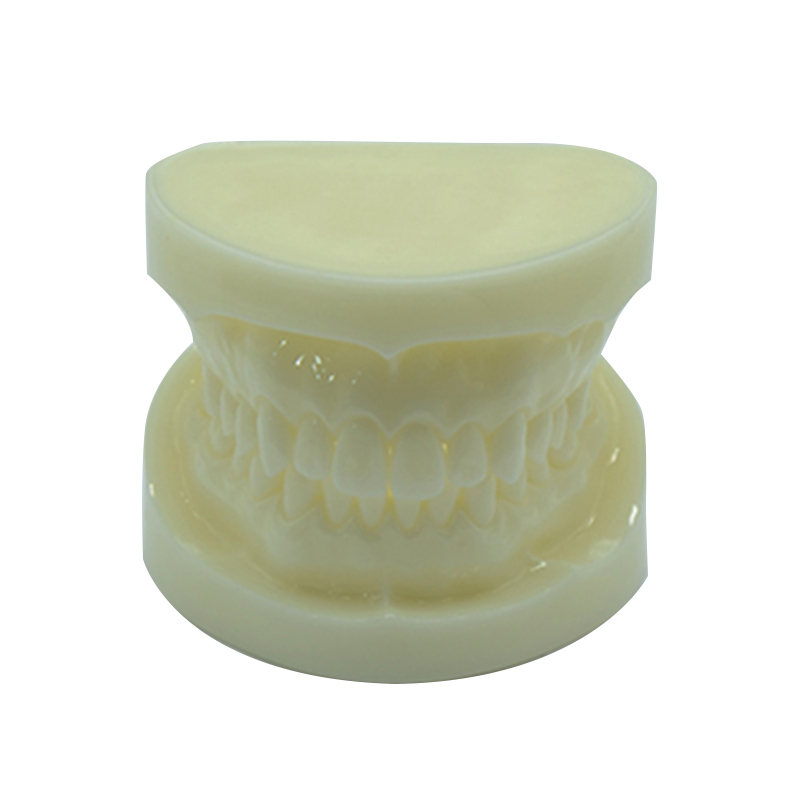 UM-S22 Modelo de dentes de Alundum Branco
   