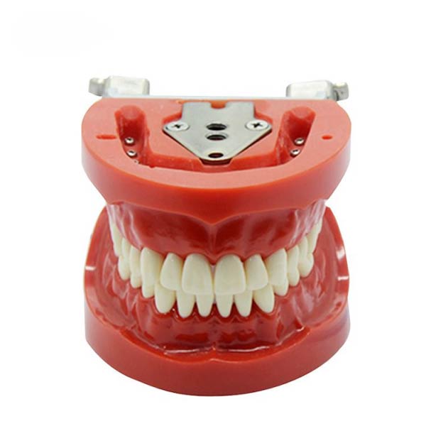 Modelo de dentes padrão UM-A3 (nissin)
   