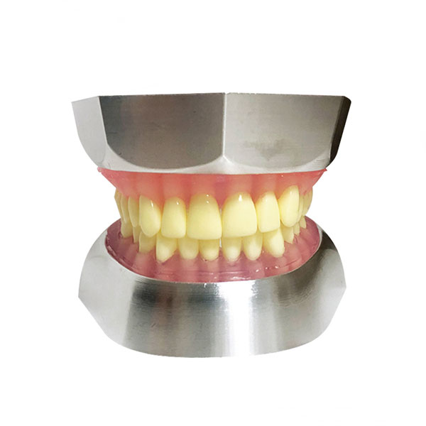 Modelo de extração dentária de resina UM-L16 (apenas 32 dentes)
   