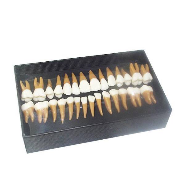 UM-C6 Dentes Permanentes
   