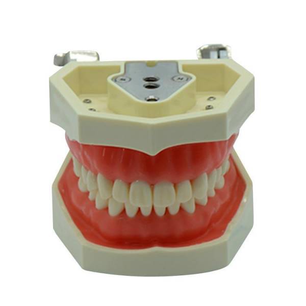 Modelo de Obturação de Canal Radicular UM-L1
   