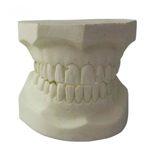 Modelo de dentes de alundum branco UM-S22