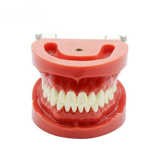 Modelo de dentição padrão removível UM-A2 (nissin)