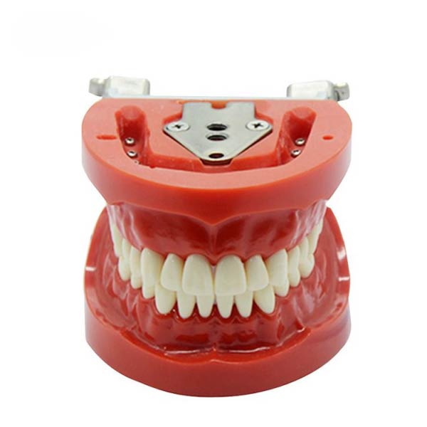 Modelo de dentes padrão UM-A3 (nissin)