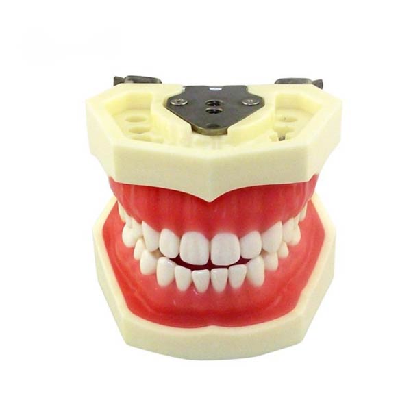 Modelo de dente padrão UM-A4 (Goma Macia 28 Dentes)