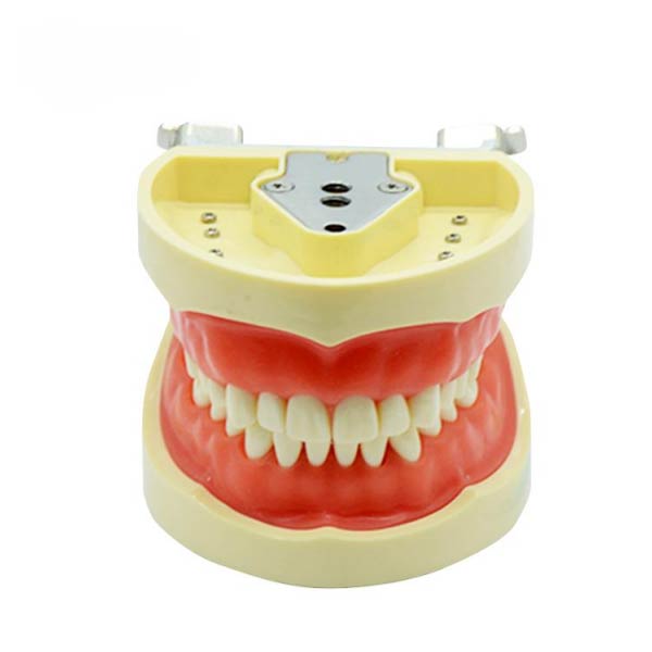 Modelo de dente padrão UM-A6 (Goma macia 32 dentes)