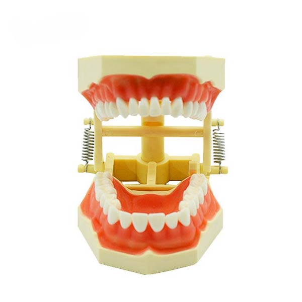 Modelo de dente UM-A3F F