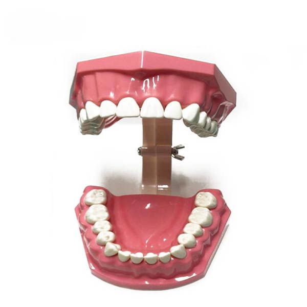 Modelo de demonstração de escovação de dentes adulto UM-A8-01 (28pcs dentes)