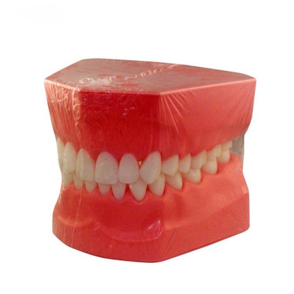 Modelo de demonstração de escovação de dentes adulto UM-A8
