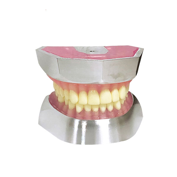 Modelo de extração de dente de resina UM-L16 (apenas 32pcs dentes)