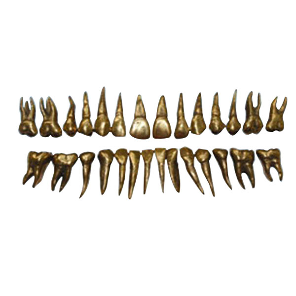 Morfologia UM-D13 dos dentes do metal