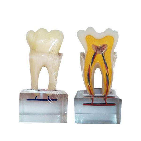 UM-U14 seis vezes modelo de anatomia normal do dente