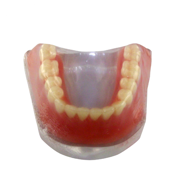 Modelo de mandíbula prática de implante de UM-Z5