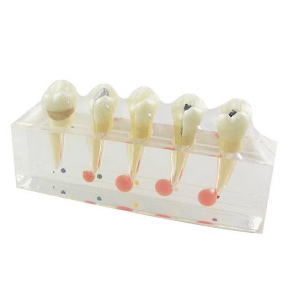 UM-L3 o modelo de treinamento sintético para cirurgia oral
