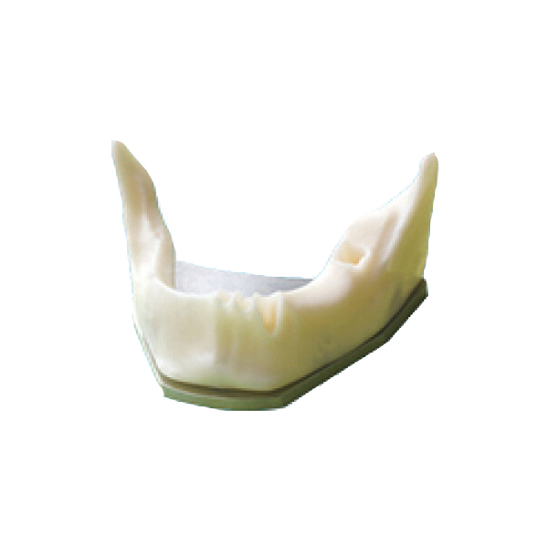 UM-Z8 de forma anatômica, mandíbula óssea para prática de colocação de implante