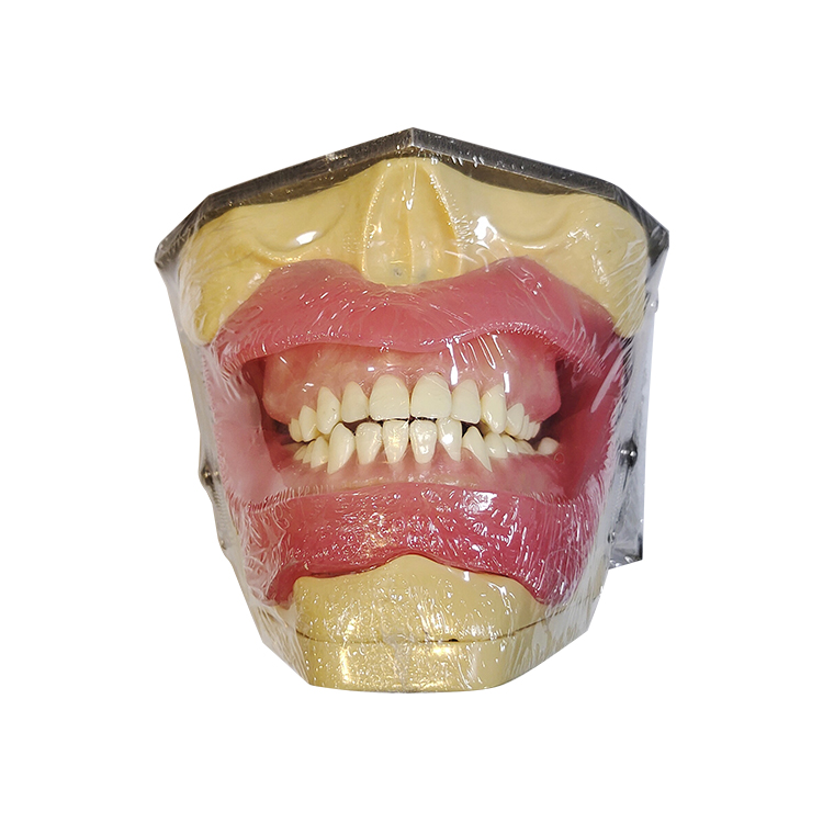 Modelo UM-L2 para a anestesia oral e a extração do dente