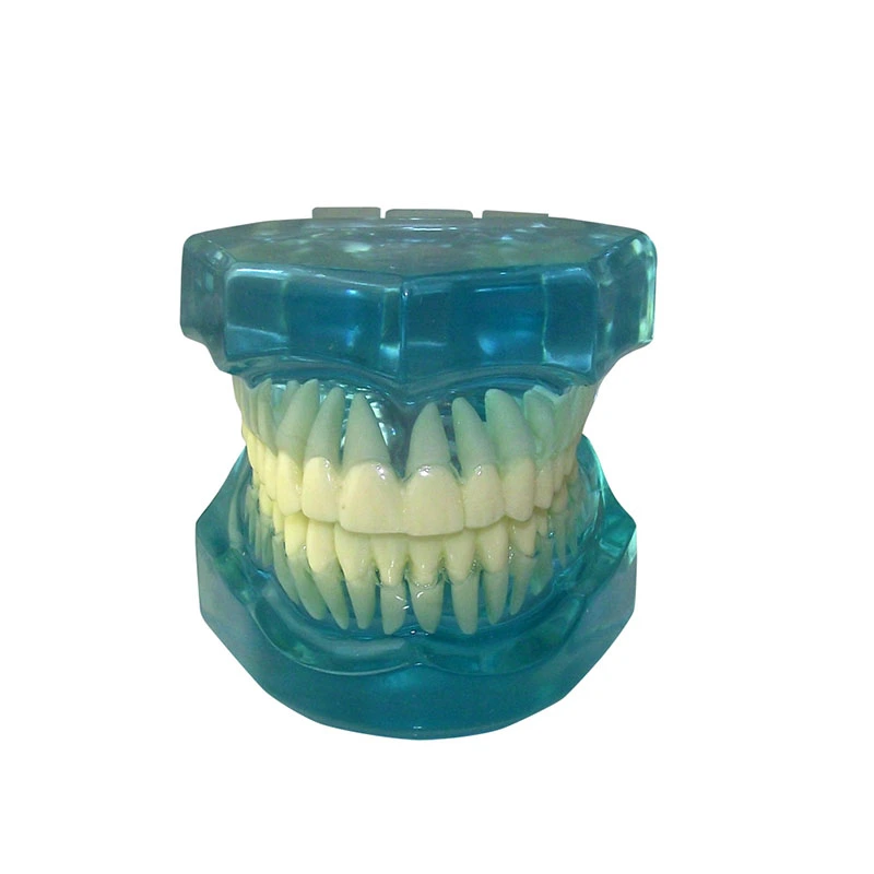 UM-7002 dentes adultos padrão modelo completamente transparente